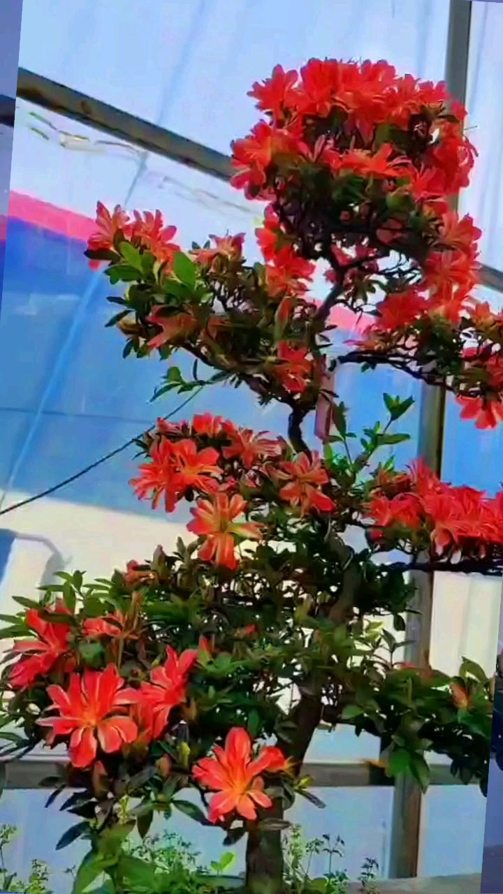 鸡血红映山红盆景