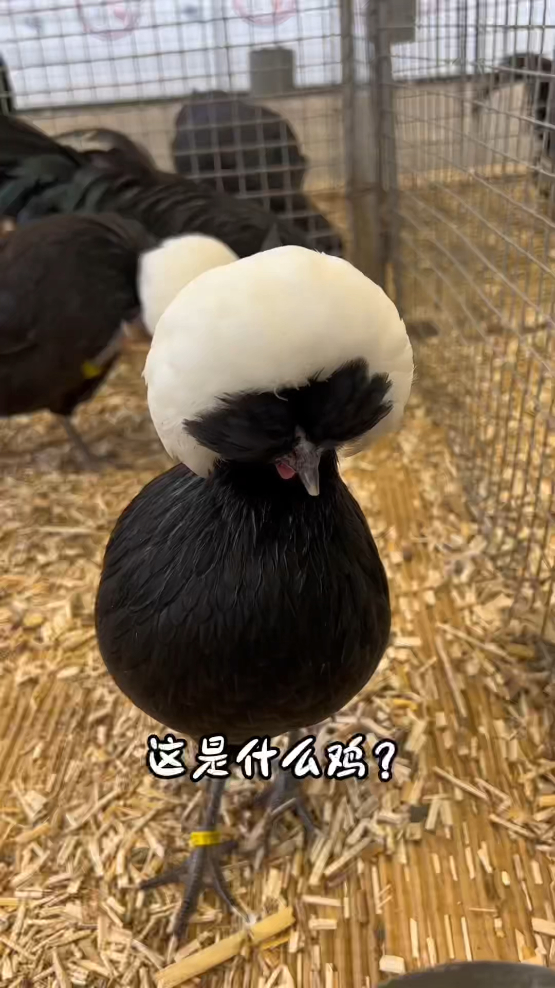 宠物鸡的种类还是很多的