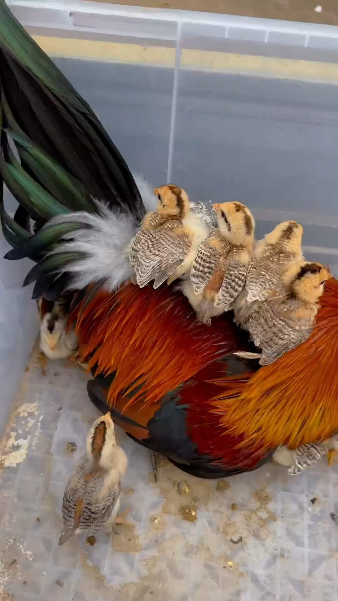 公鸡也可以带崽的