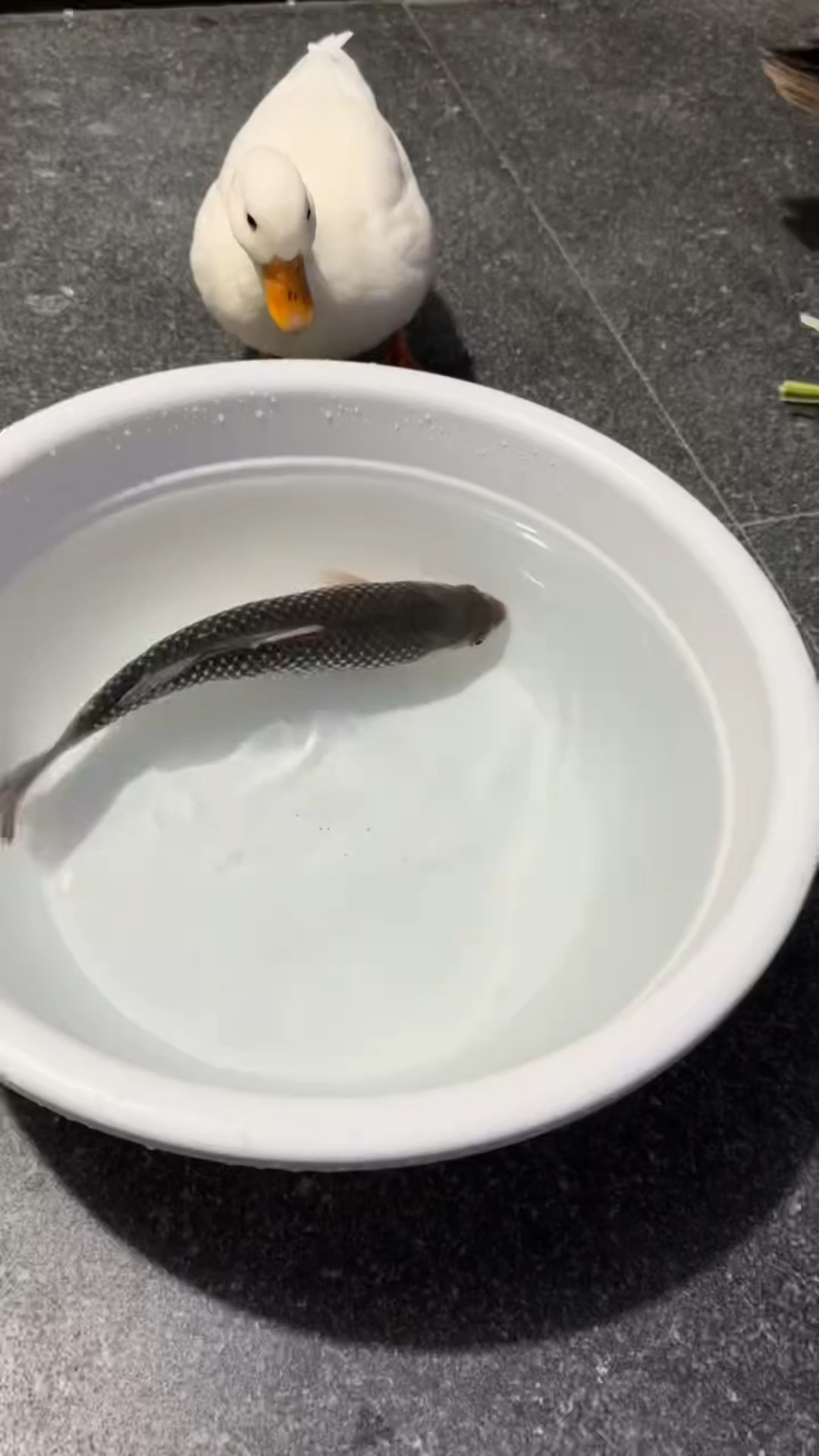 吃吧!小鸭不喜欢吃鱼吗