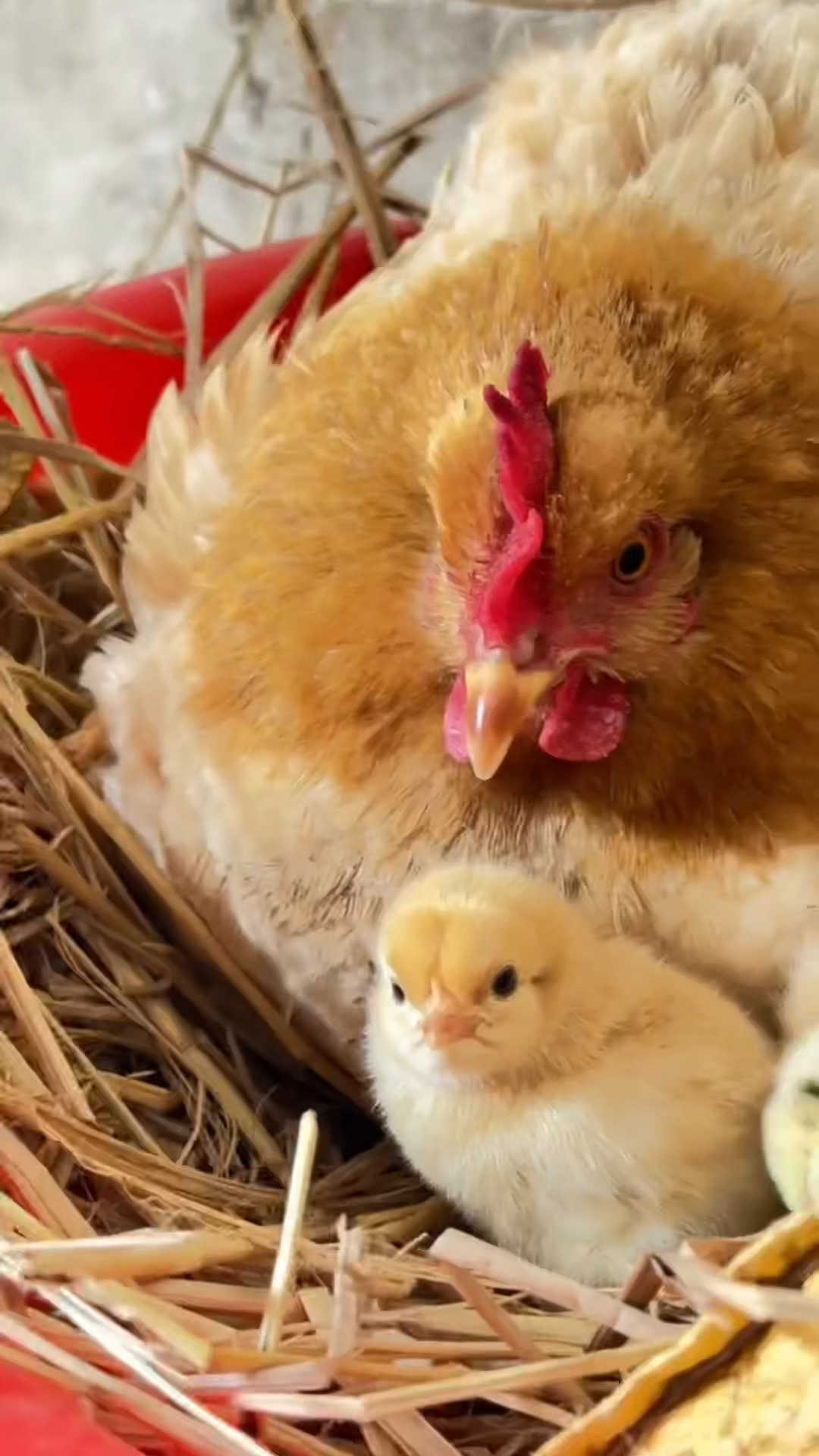 这两只小鸡也是太可爱了