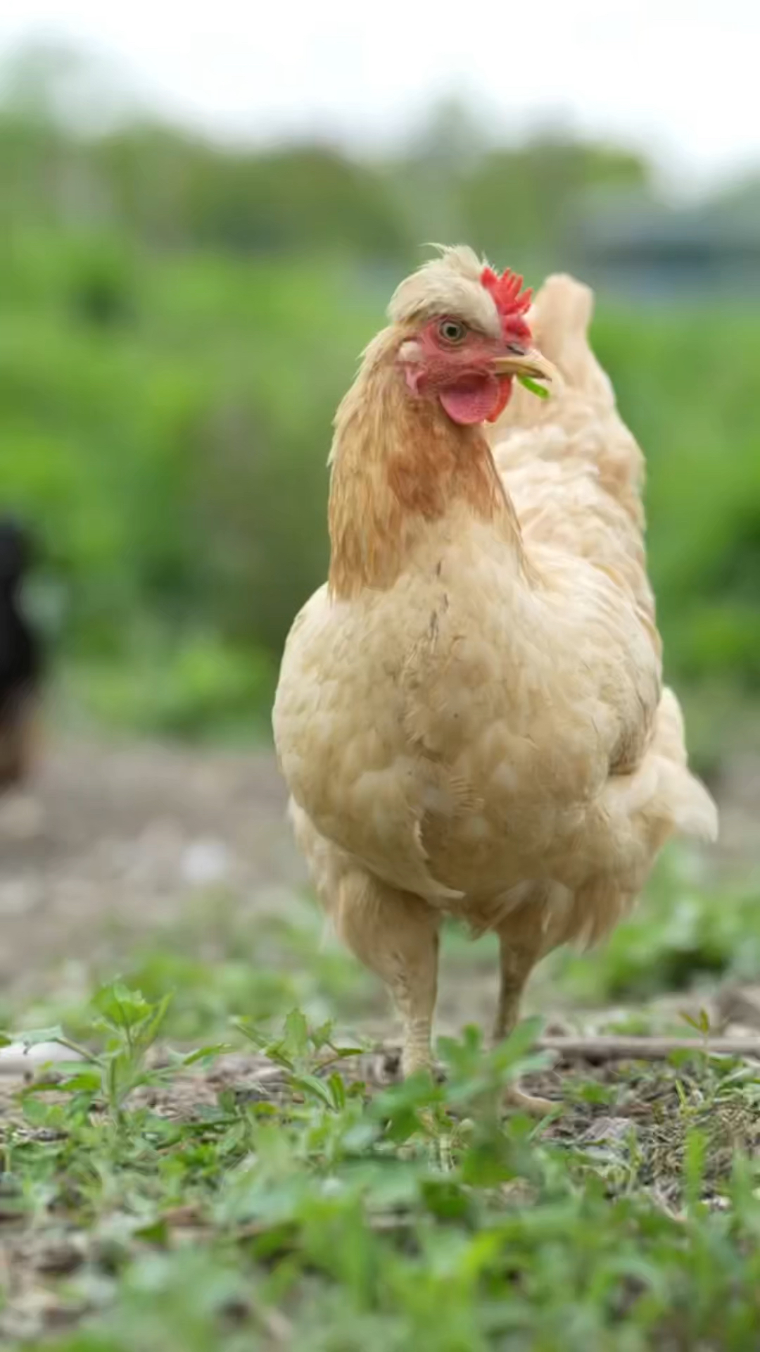 头上这几根头发就你有