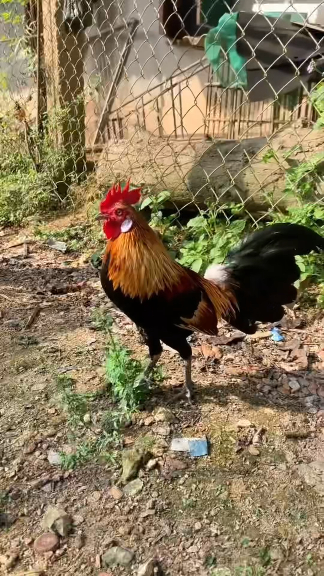 漂亮的白耳茶花公鸡