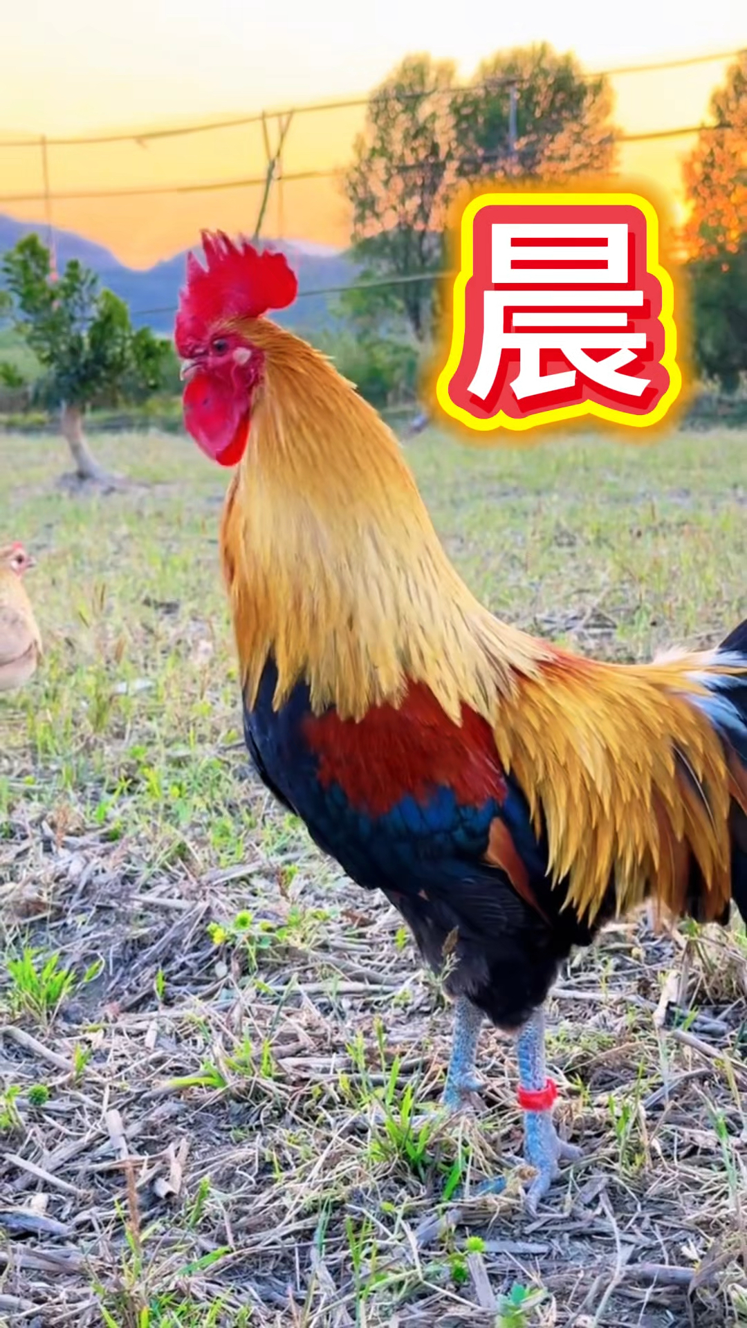 黄金五彩大公鸡的帅气