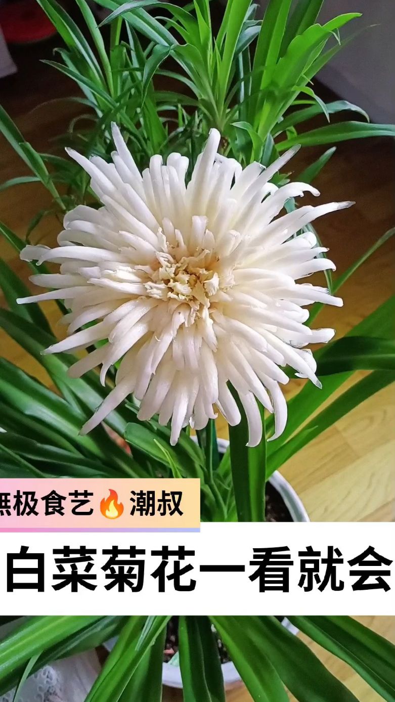 果蔬造型，食品雕刻，白菜菊花，一看就会。