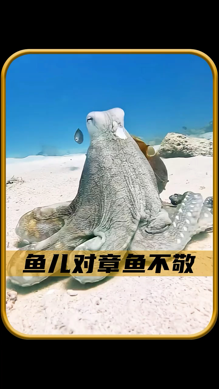 章鱼是如何喷墨水的，这一幕太精彩了！