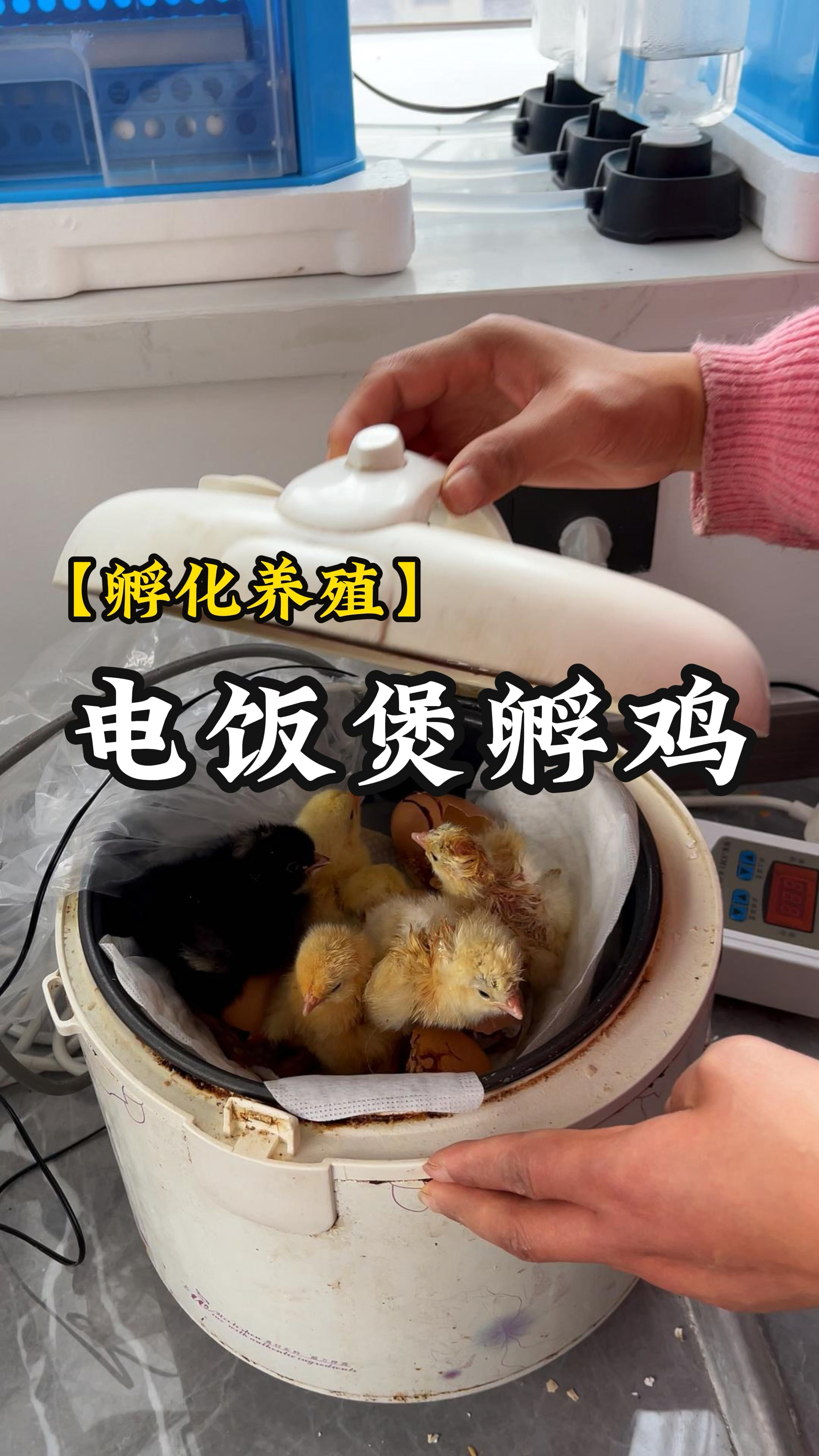 看我电饭煲孵出的小鸡