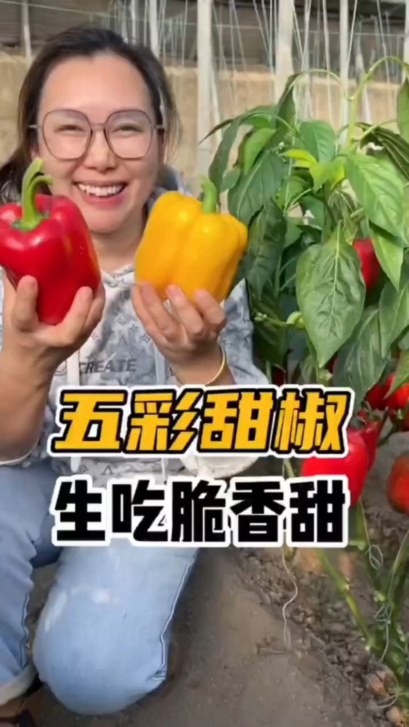 五彩水果椒直接当零食吃,我能炫一盘!