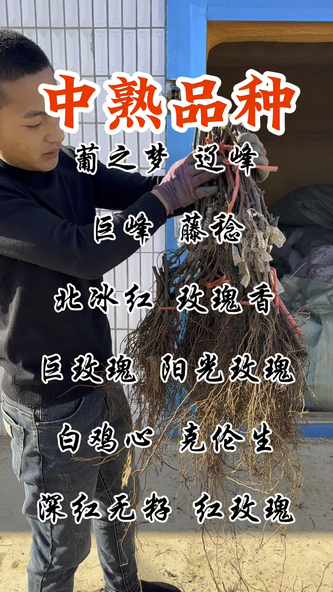 巨玫瑰中熟葡萄品种介绍