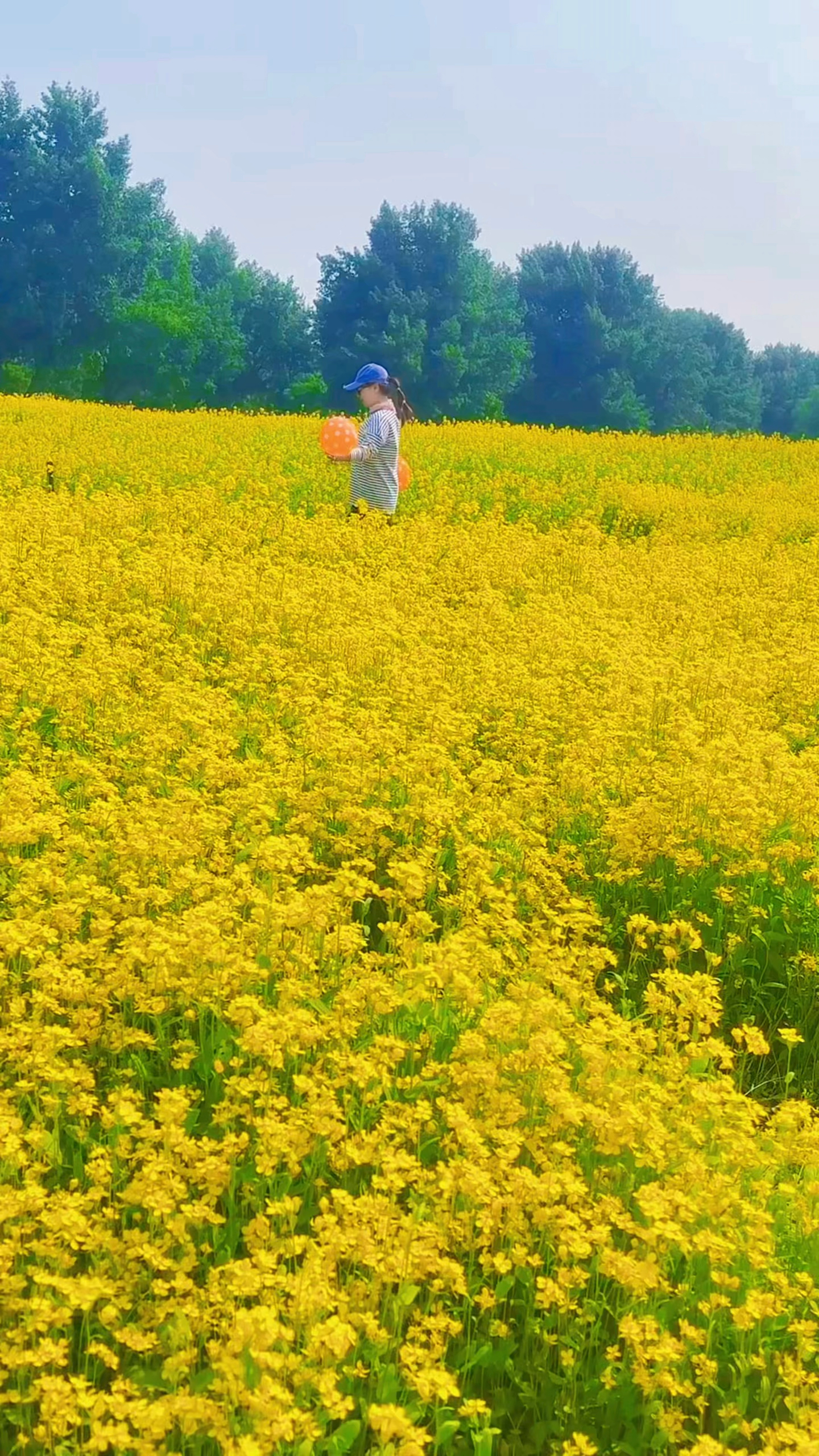 沈阳和平体育公园的油花全面盛开!油菜花海位于南京桥下南岸!