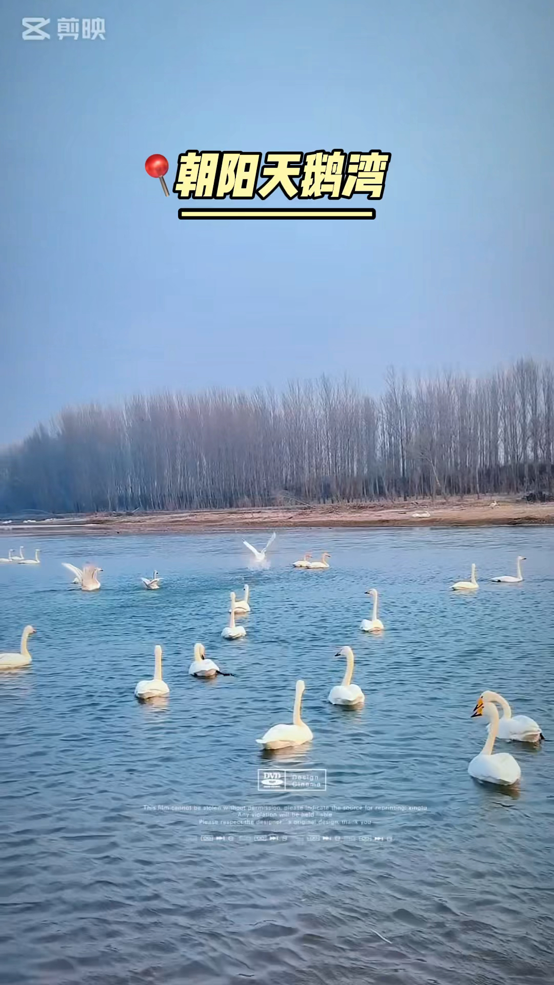 你会为了拍一镜头长途涉吗?位置:朝阳北票红村天鹅湾