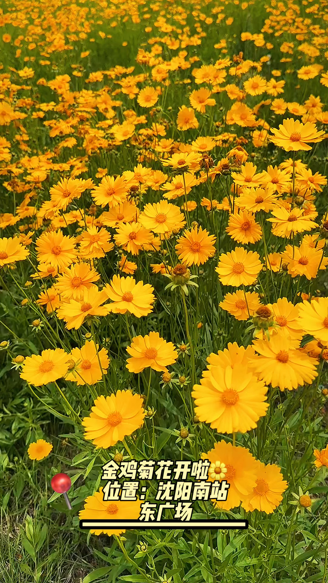 沈阳南站东广场的金鸡菊花开啦！沈阳免费拍花好去处～
