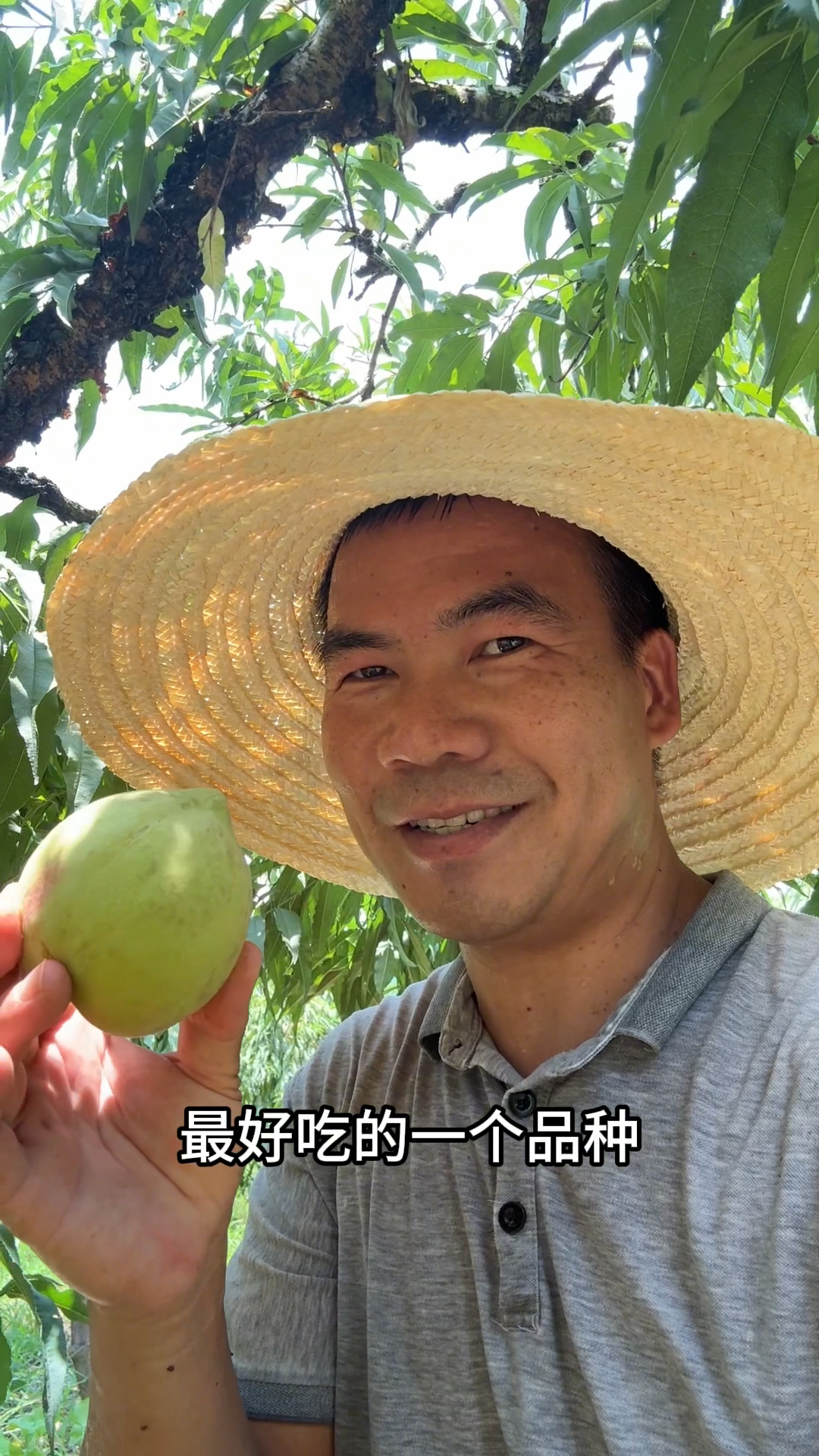 鲜 香 脆 甜的鹰嘴桃,自己摘的,不管是大还是小,都是最好的