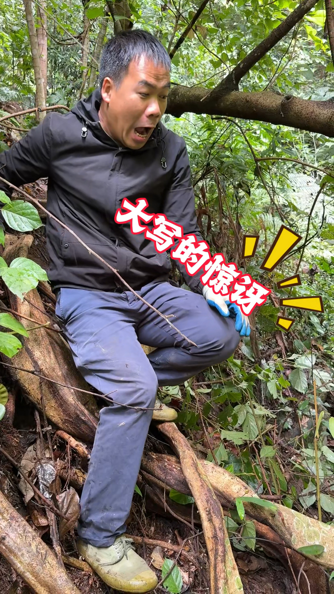 第一次见这么大的鸡血藤，被震撼到了，野生鸡血藤是很有用的东西