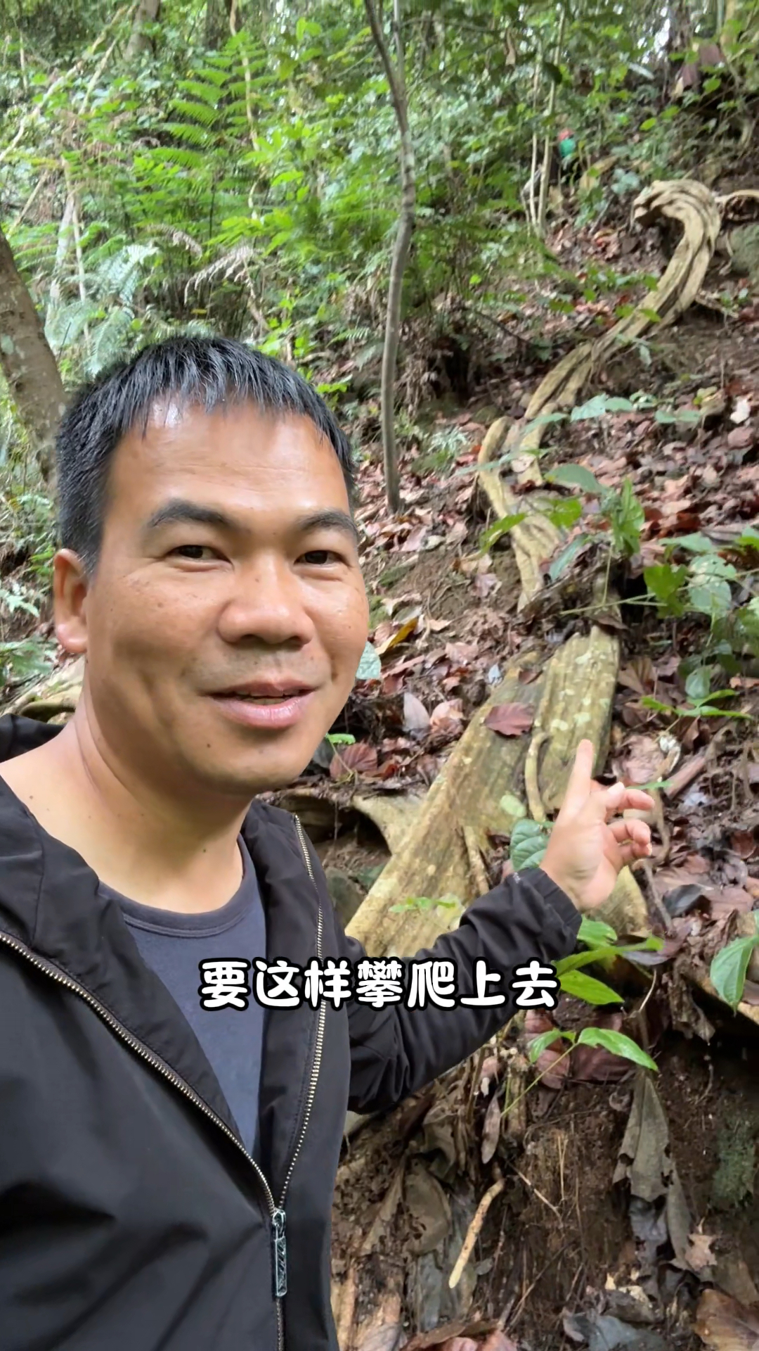 这么大的鸡血藤，而且还在深山里，要怎么才能运出去哦？