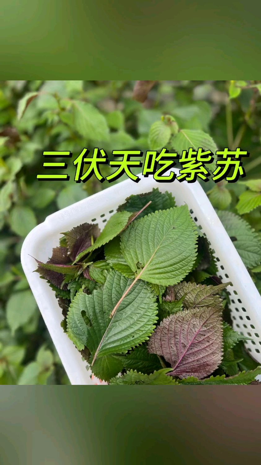 三伏天吃紫苏好处多,紫苏煎蛋