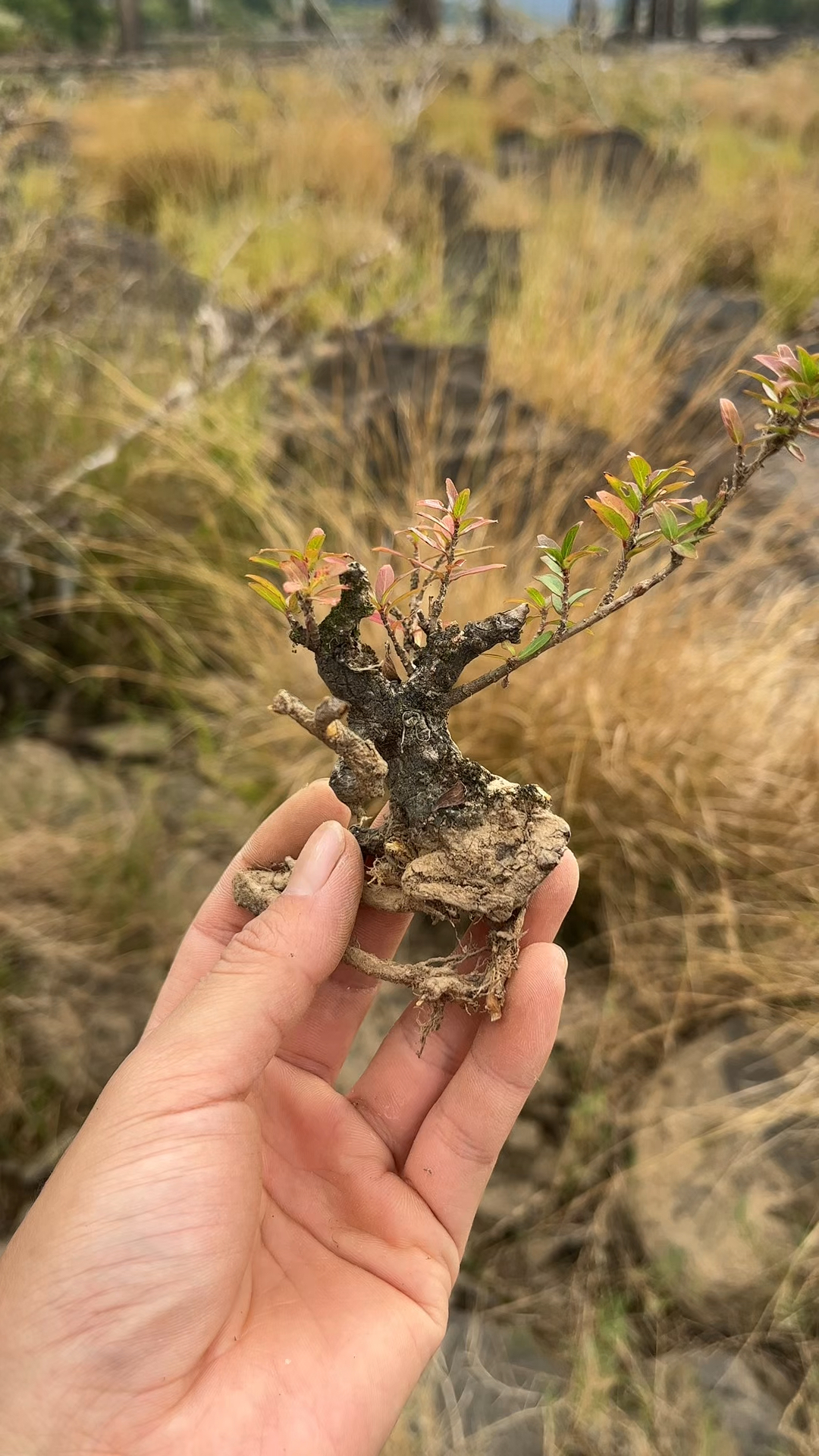 小巧玲珑的手指老桩