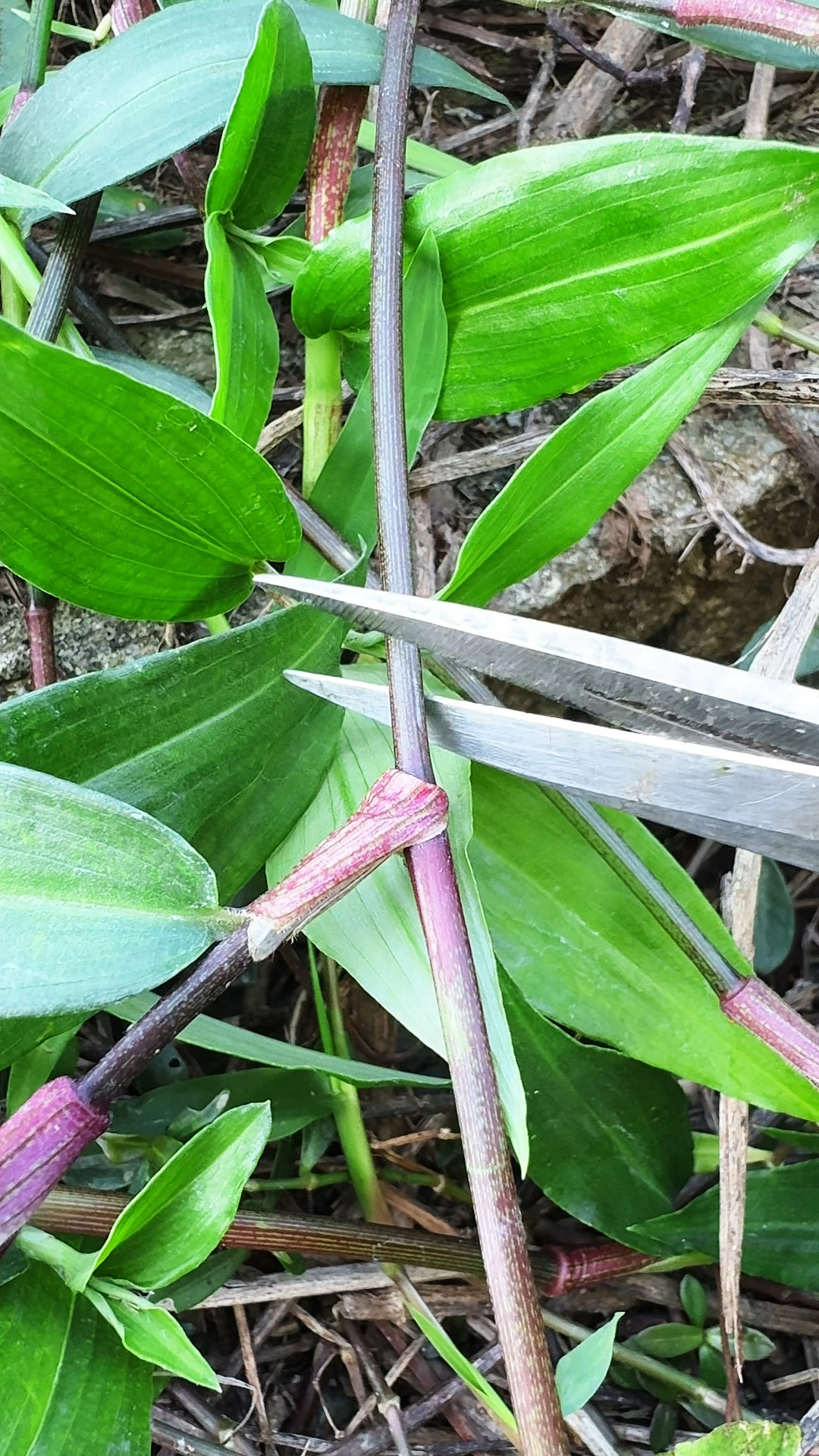 竹叶菜,在饥荒年代曾经被农民当作救命粮的一种植物