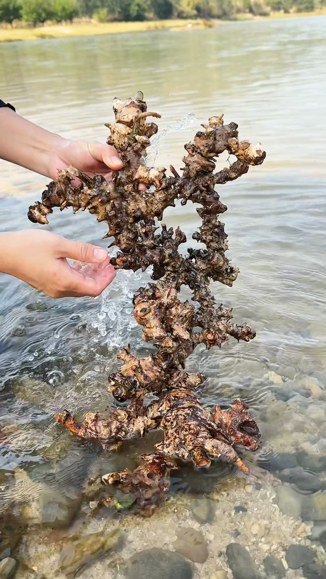金刚藤,学名菝葜,它的茎杆和根都非常坚硬