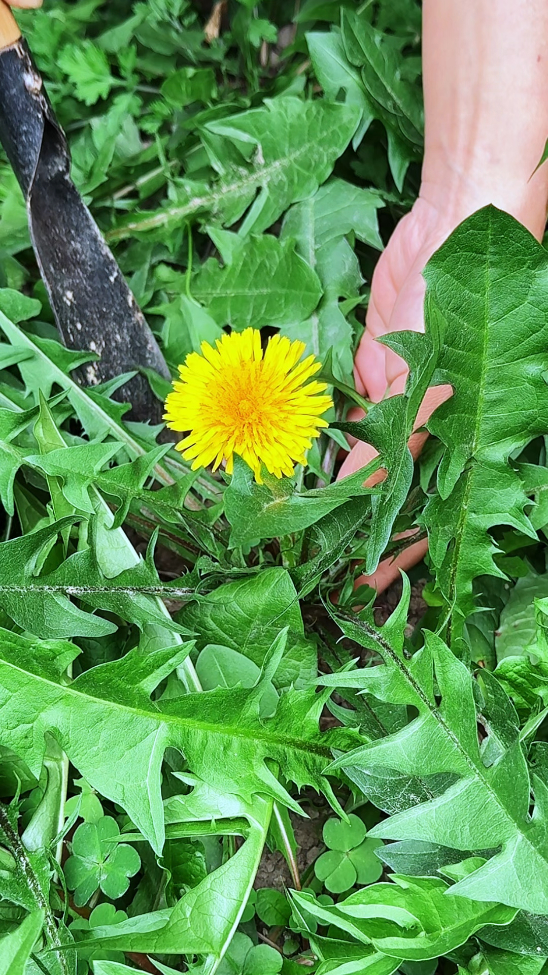农村常见的野菜蒲公英,又叫婆婆丁、黄花地丁