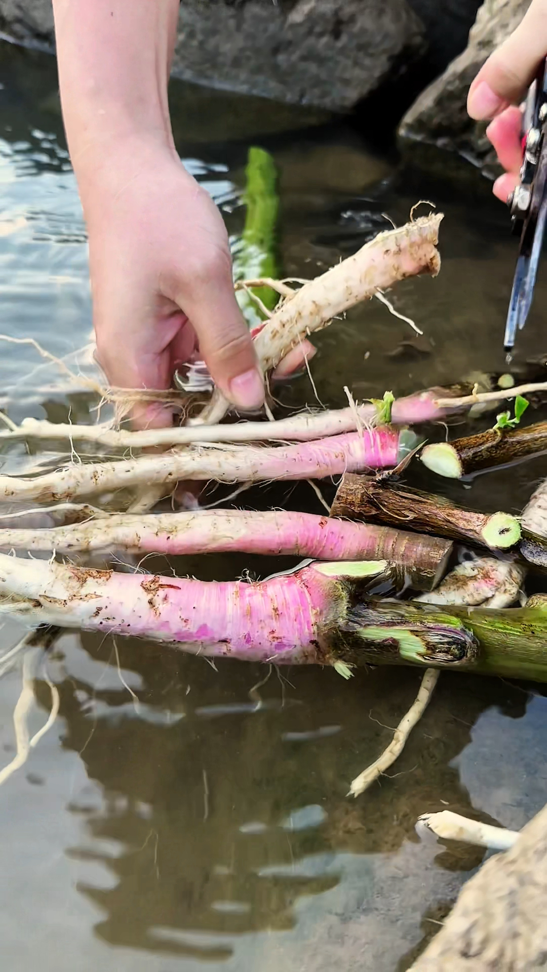 这种野菜根在老一辈人的眼中可是个宝,你的家乡也有吗?