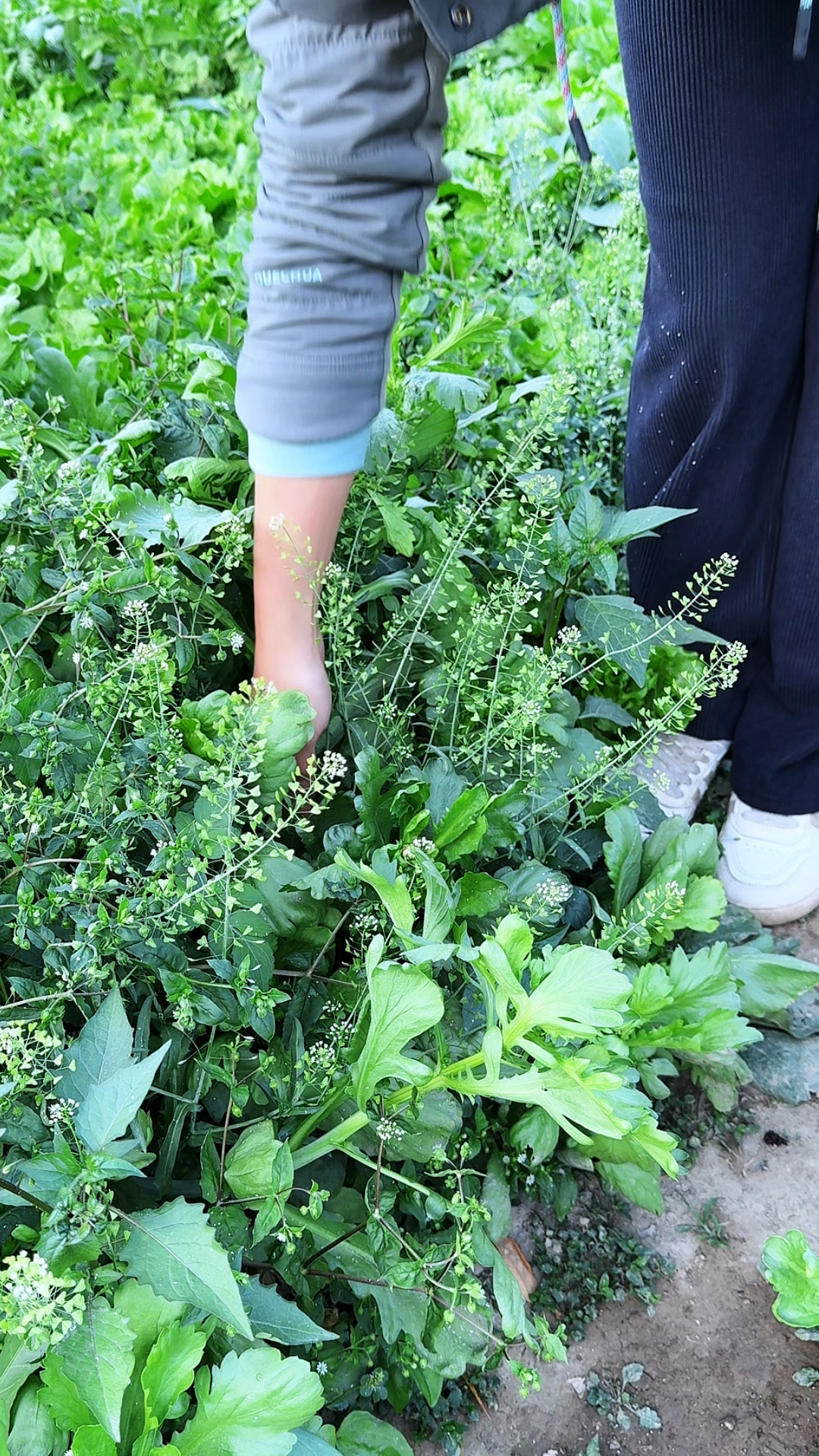 春天里最早冒头的野菜之一,它就是荠菜,也叫地米菜