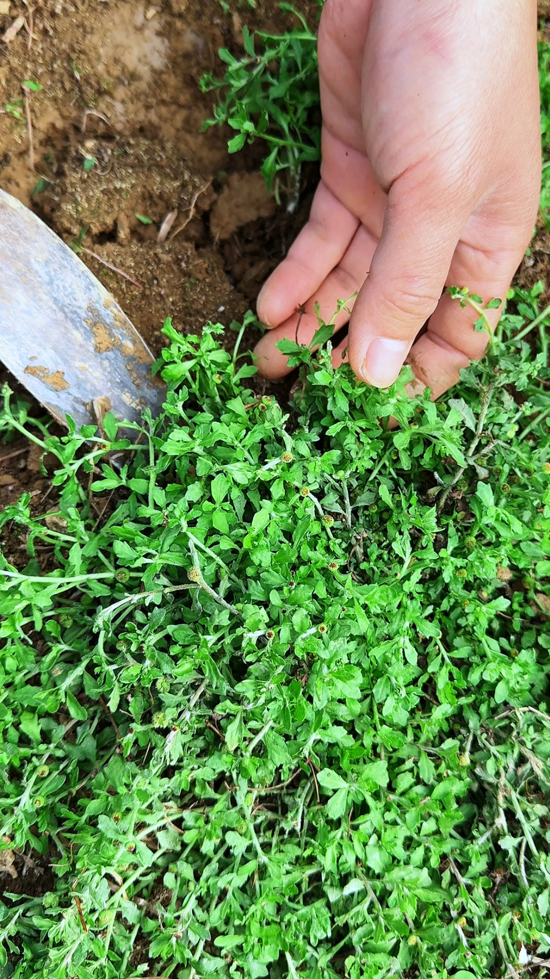 这种植物叫鹅不食草,它有一种特殊的辛辣味,农村人经常采挖它