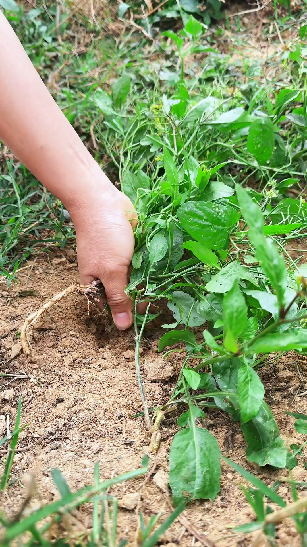 塘葛菜又称蔊菜、鸡肉菜,在两广地区可是出了名的野菜