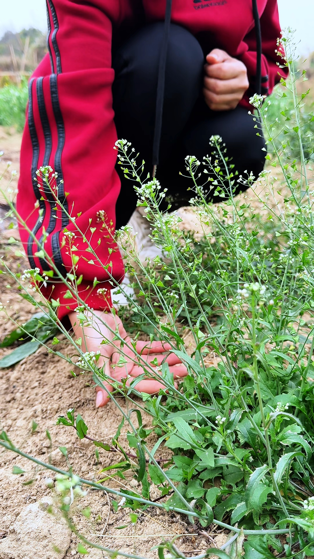 野菜界的元老“荠菜”,在野菜中素有“报春菜”之说