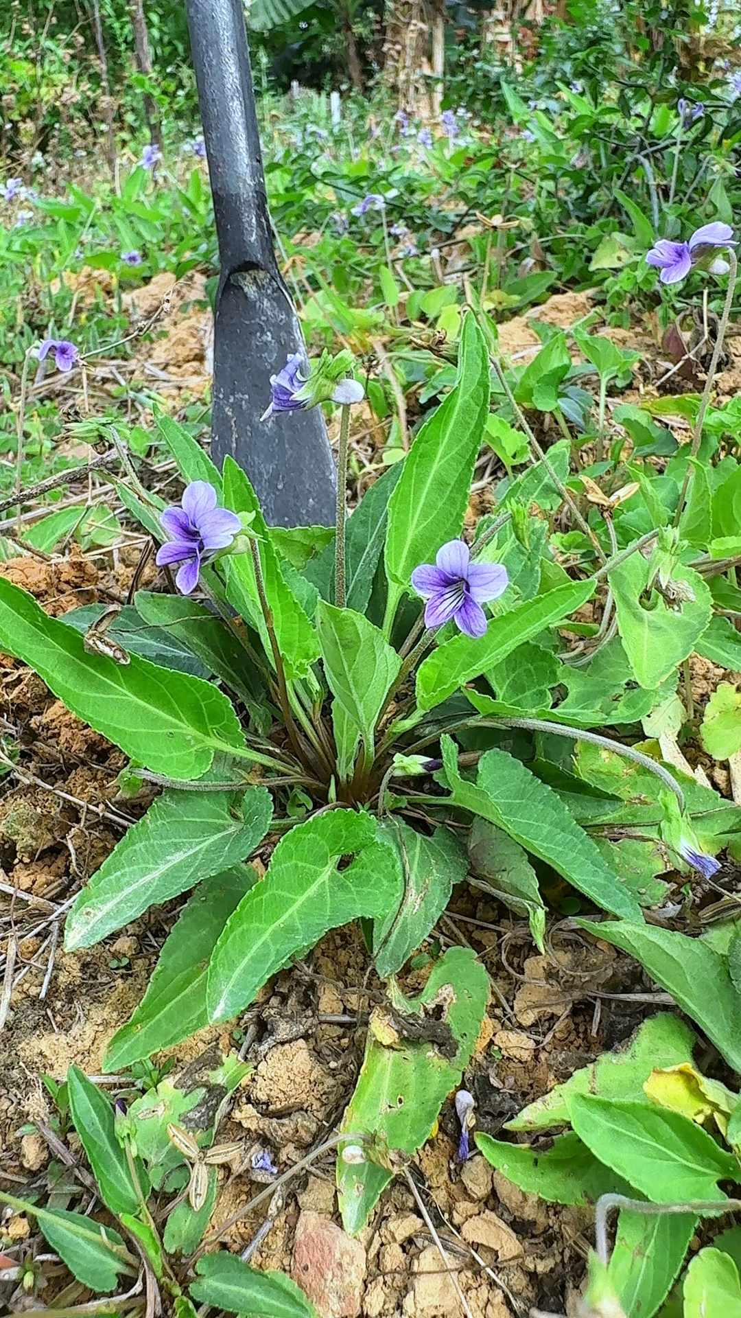 春天最美味的野菜之一,它就是紫花地丁,也叫野堇菜