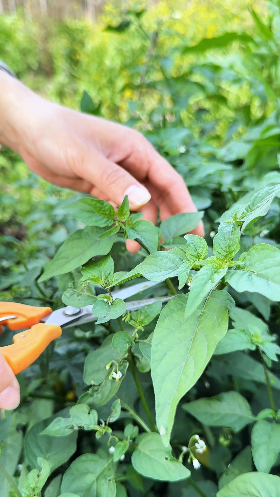 龙葵,也叫白花菜,是两广地区非常受欢迎的野菜之一