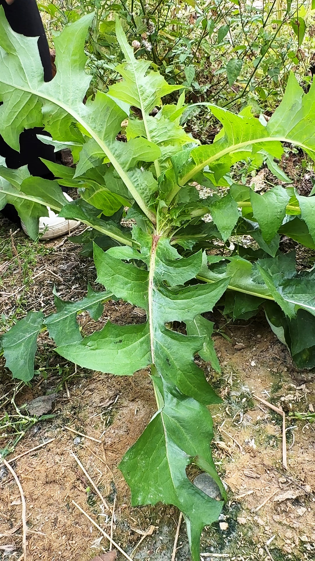 翅果菊,又名苦麻菜,它在夏天很受农村人的喜爱