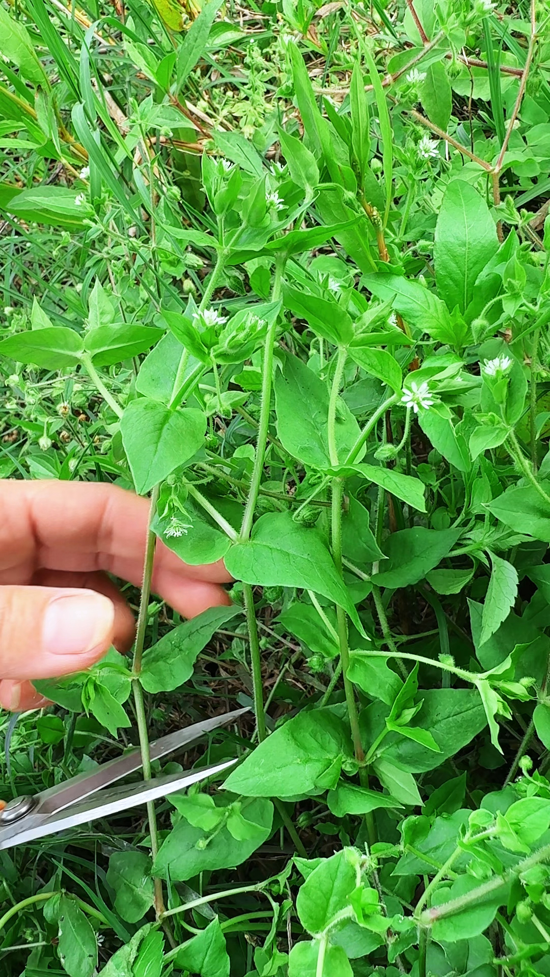 鹅肠菜又名石灰菜,因其茎蔓甚繁,中有一缕,形似鹅的肠子而得名