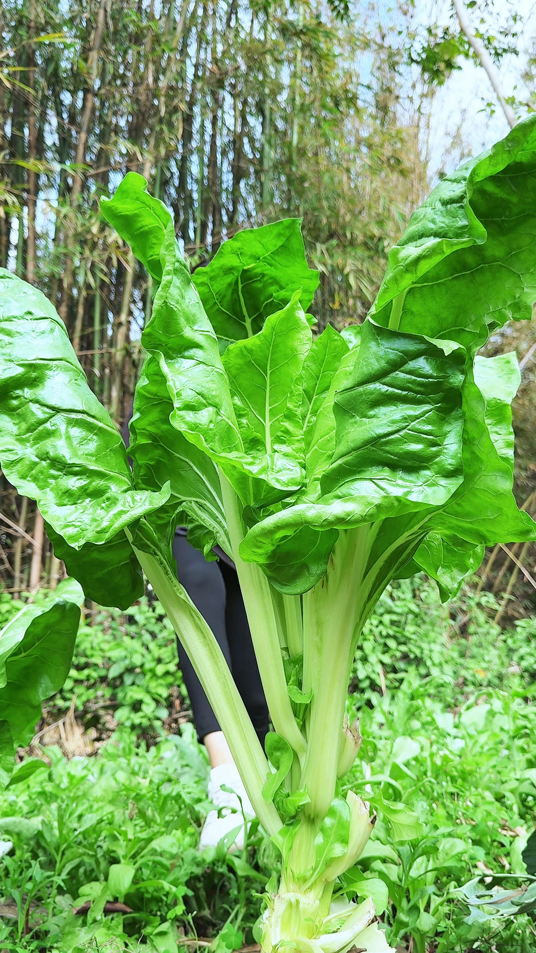 它是一种历史悠久的古老蔬菜“莙荙菜”,也叫牛皮菜