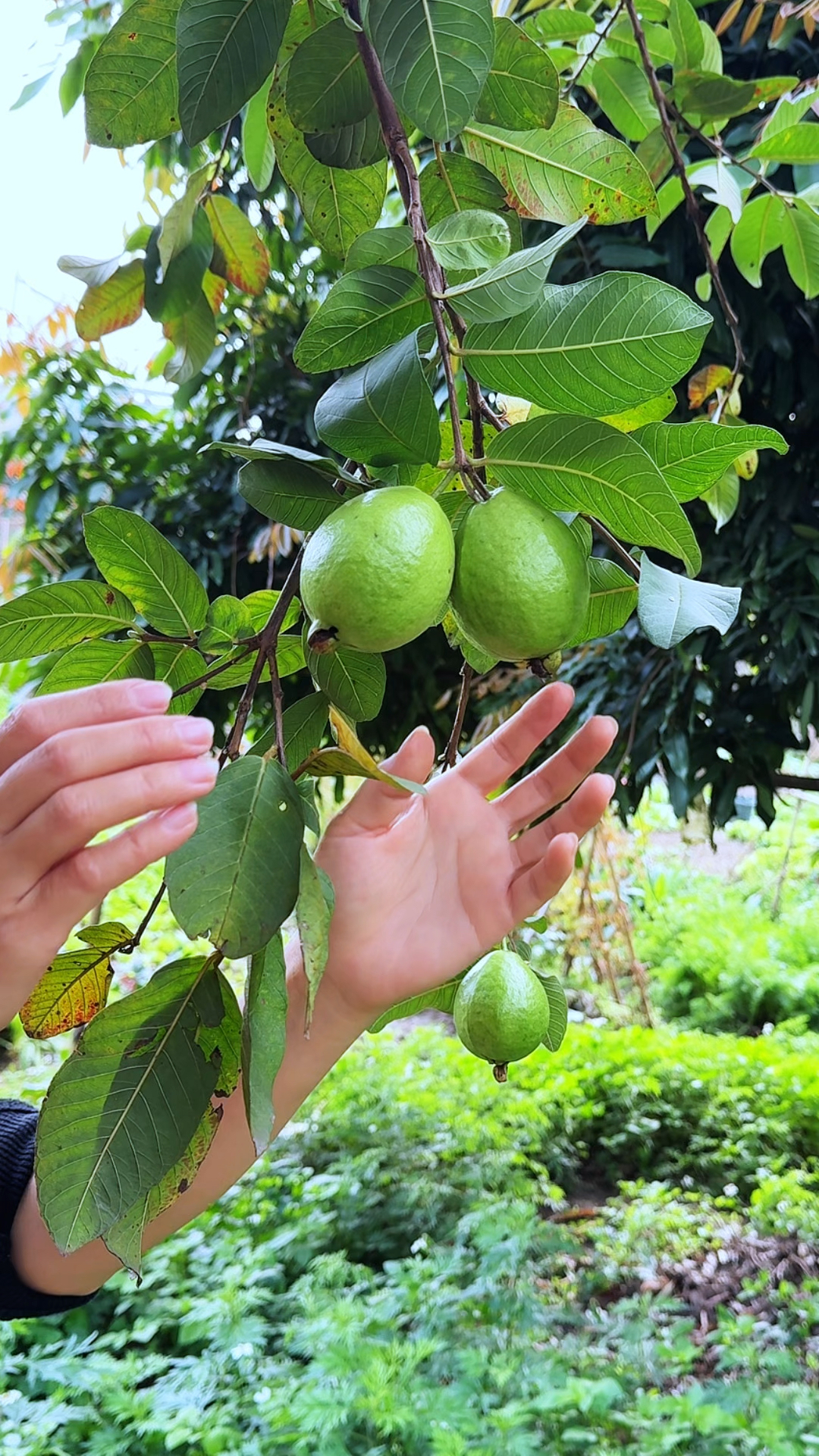 芭乐也叫番石榴、鸡屎果,一种可以拿来泡茶的水果