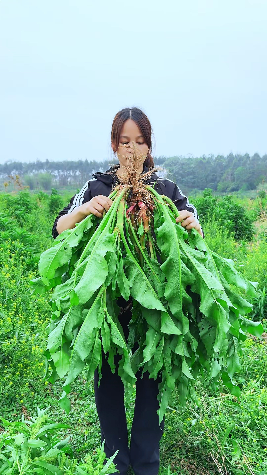 野菠菜也被称为红筋大黄 、土大黄,农村人常把它采挖回家