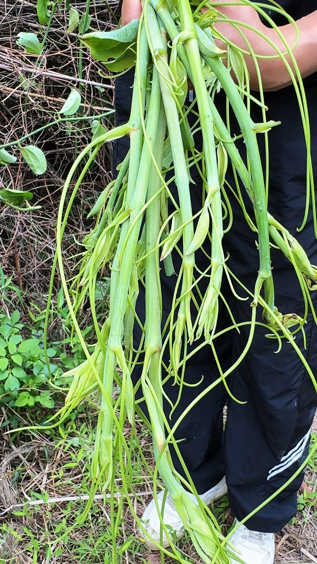 金刚藤的嫩芽，也叫龙须菜，农村人遇见都会采摘回家