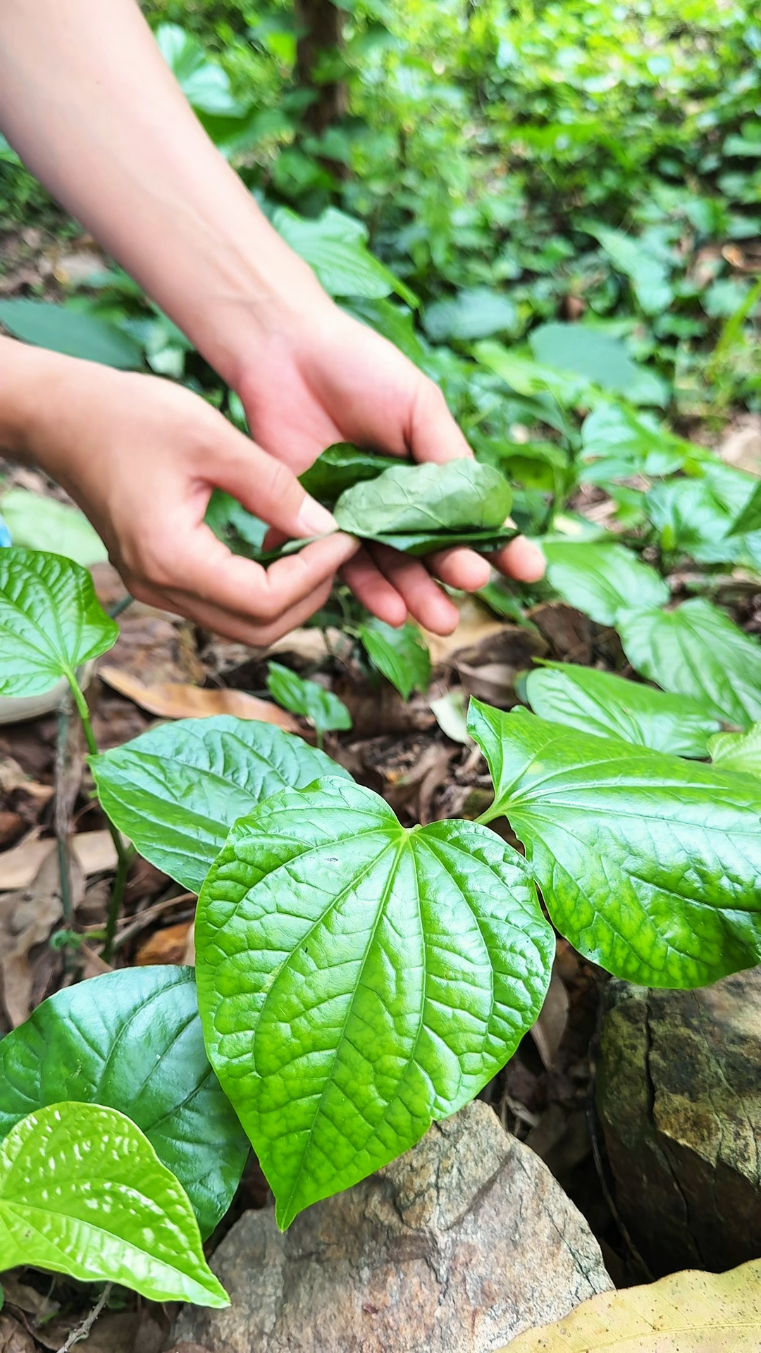 这种叶子有着浓郁的香气,它叫假蒌,是南方特有的香料之一