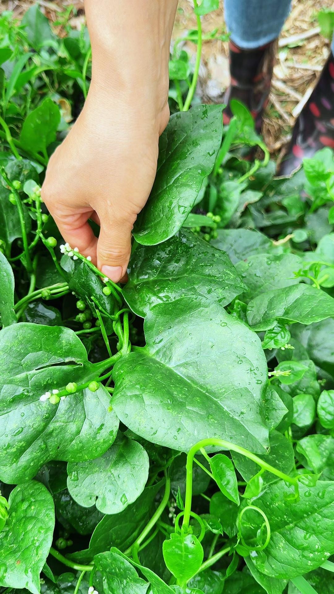 在古代相当受欢迎的一种野菜，它就是木耳菜，又名潺菜、胭脂菜