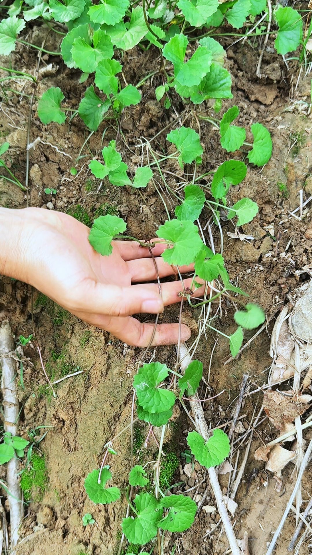 在两广地区占据重要地位的灯盏菜,也叫雷公根