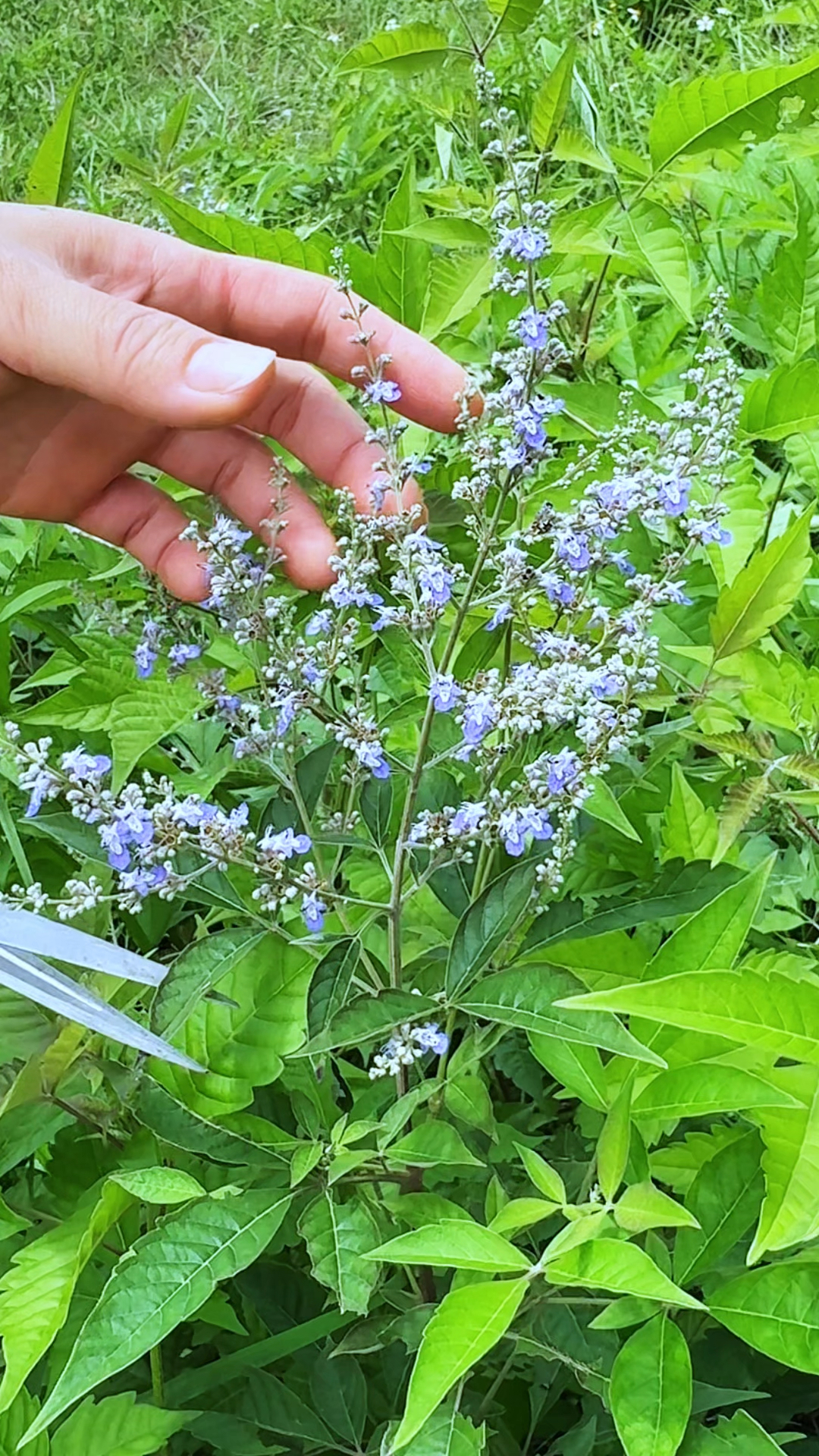 它是四大名蜜之一的蜜源植物,它就是黄荆花