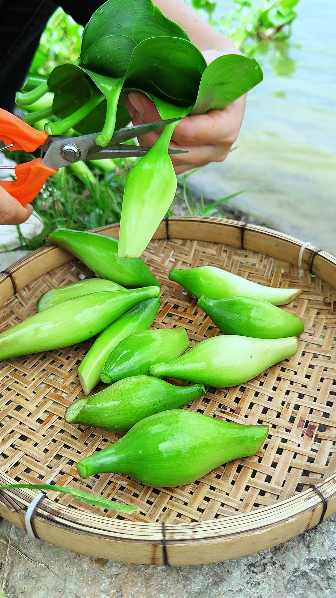 水葫芦也叫凤眼兰，在东南亚地区，水葫芦是一种食用野生蔬菜