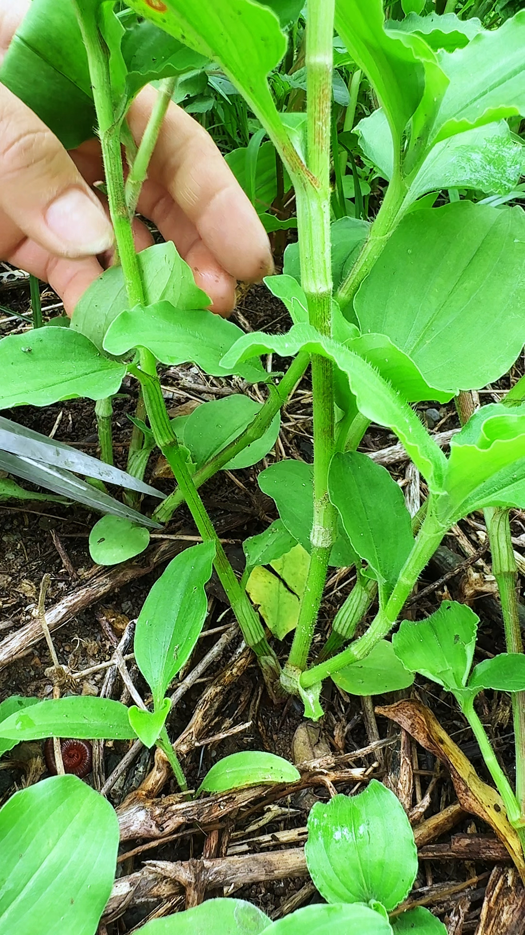 饭包草，也叫竹叶菜，南方常见的一种野菜