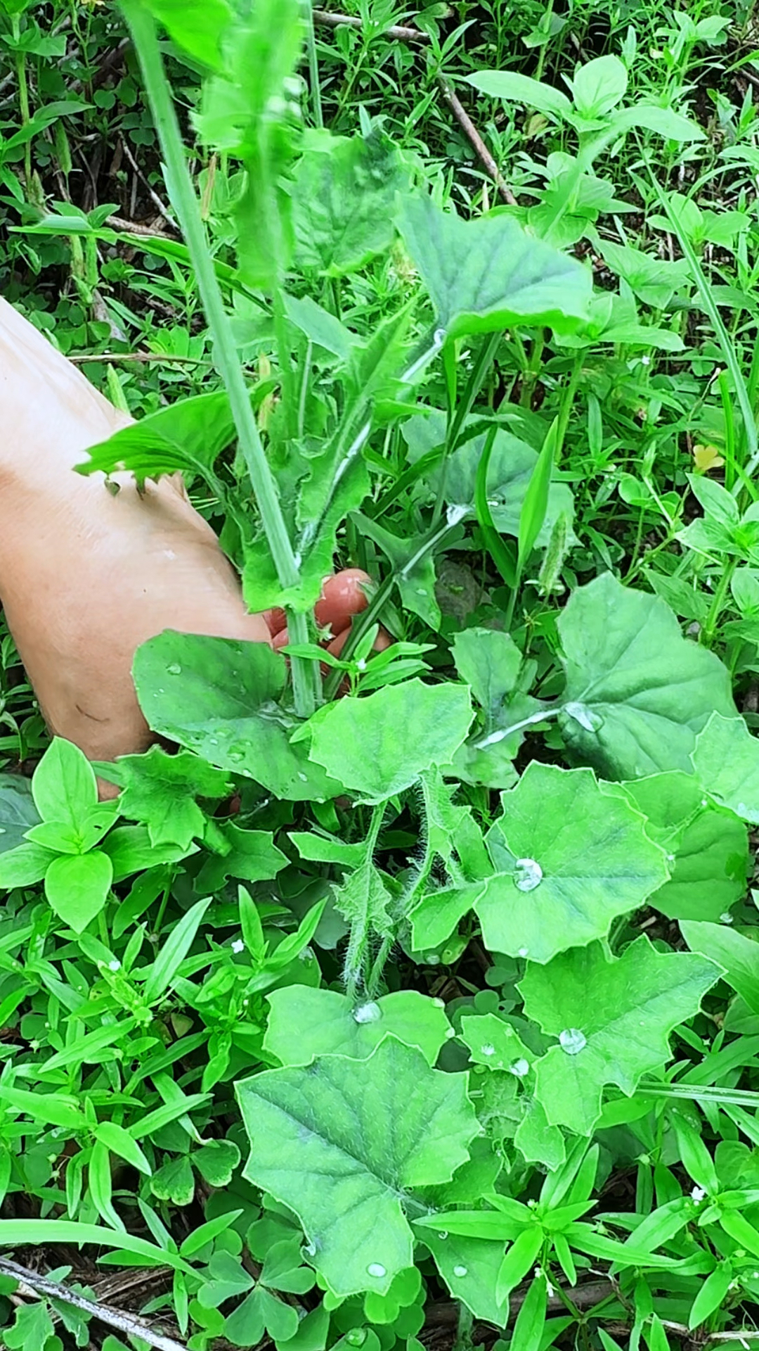 农村常见的一点红，我们也叫紫背叶，它的嫩芽可是一种野菜
