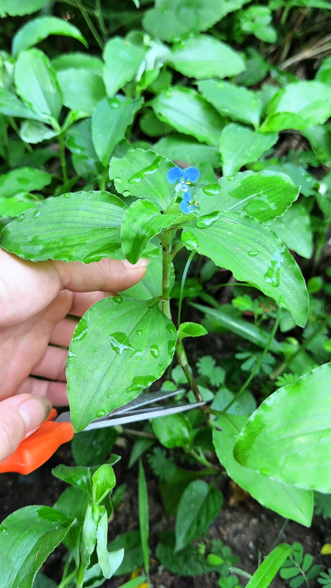 南方常见的一种野菜,饭包草也叫竹节菜,懂它的老人会把它采回家