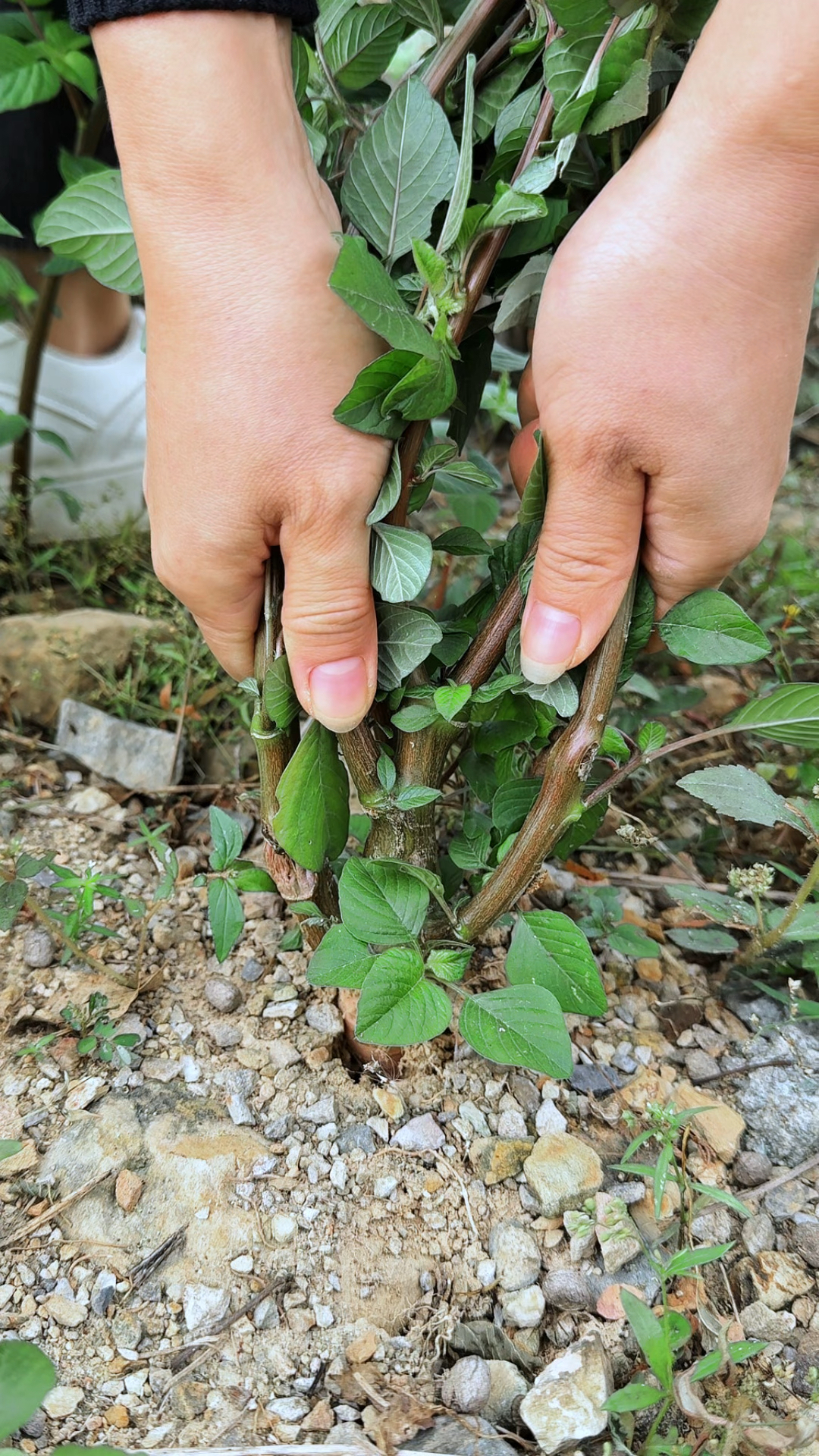 很多人把它当杂草锄掉的苋菜根，村里人经常把它拔回家晒干