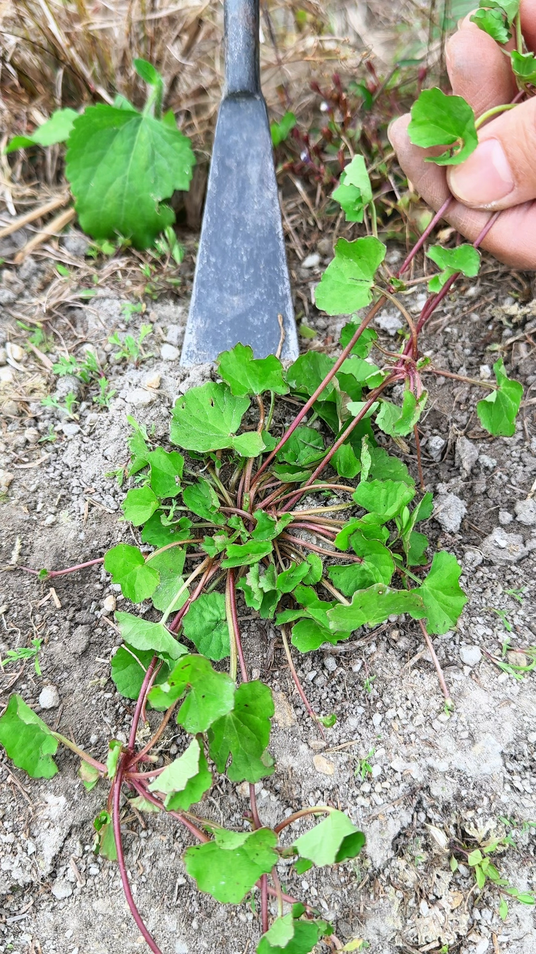 野外看到了这种植物,别再把它当作杂草了,它就是雷公根