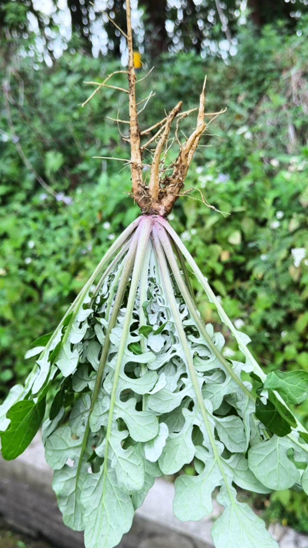 田间地头常见的泥胡菜，很多农村人只知道拿它来喂猪