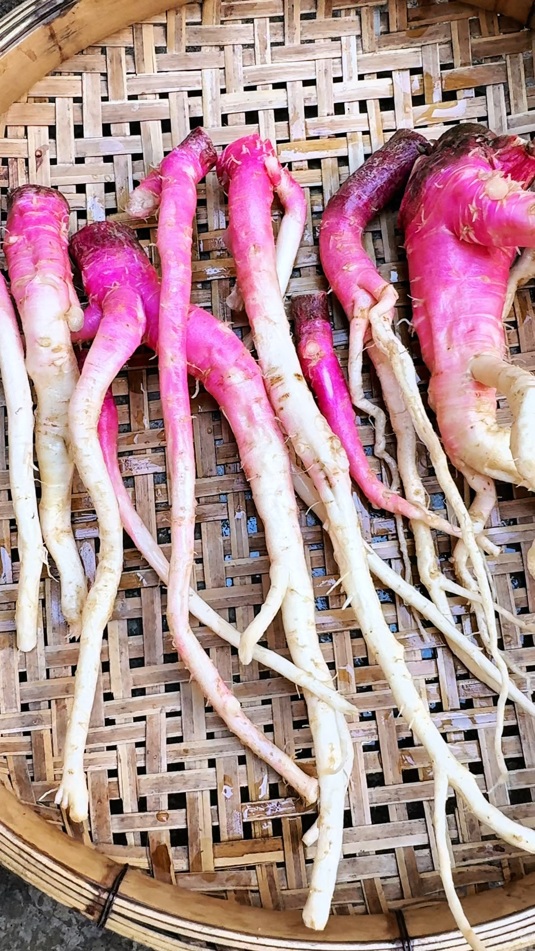 这个就是很多人都喜欢的刺苋菜根，被称为野菜之王的植物