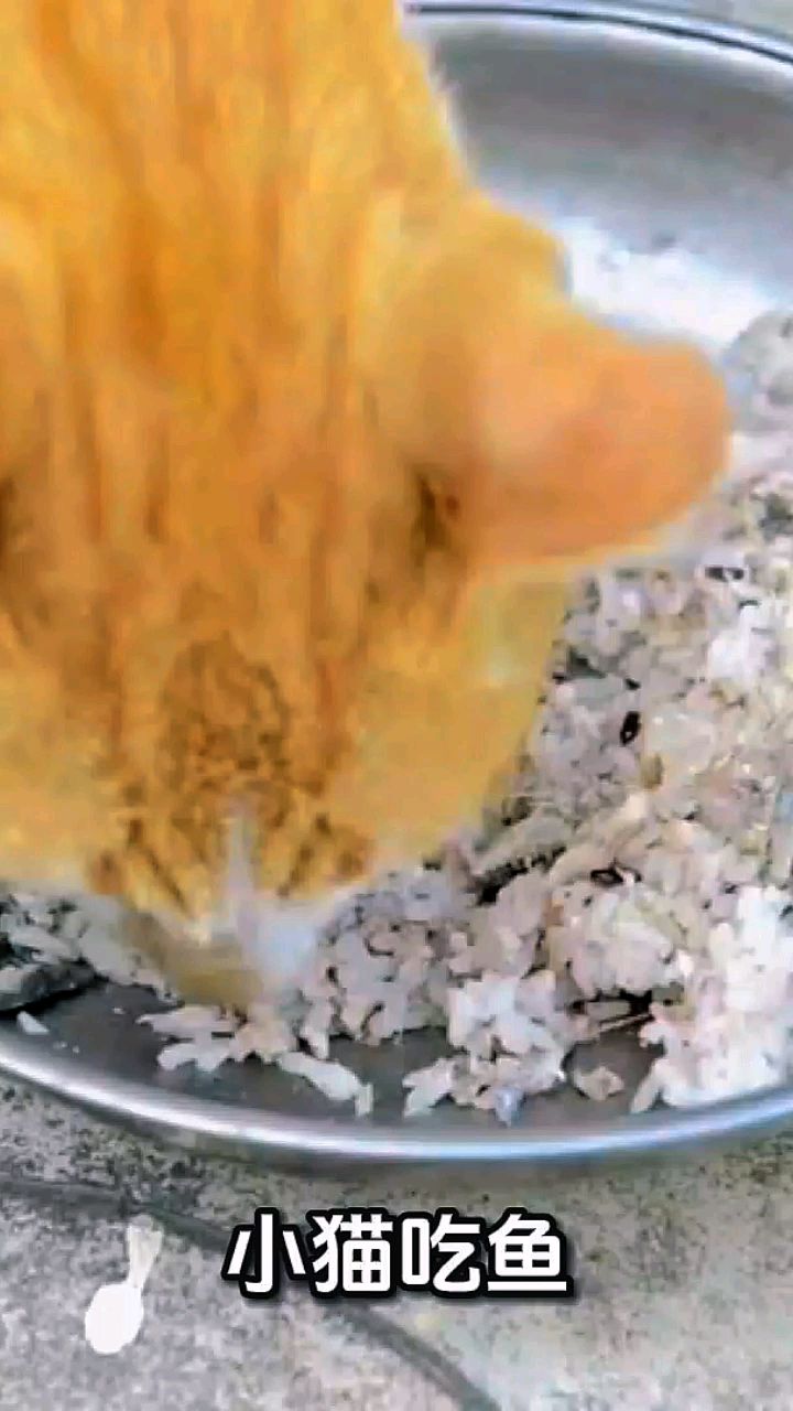 小猫吃鱼(柔美的风)